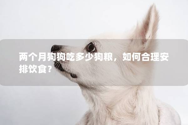 两个月狗狗吃多少狗粮，如何合理安排饮食？