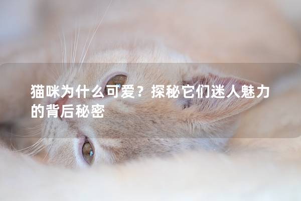 猫咪为什么可爱？探秘它们迷人魅力的背后秘密