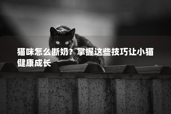 猫咪怎么断奶？掌握这些技巧让小猫健康成长