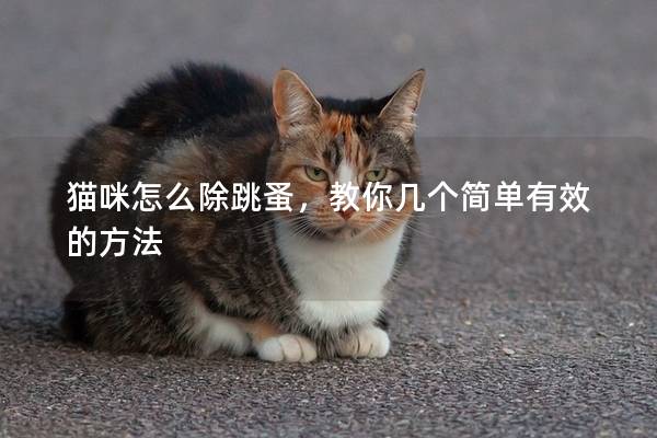 猫咪怎么除跳蚤，教你几个简单有效的方法
