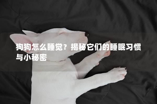 狗狗怎么睡觉？揭秘它们的睡眠习惯与小秘密