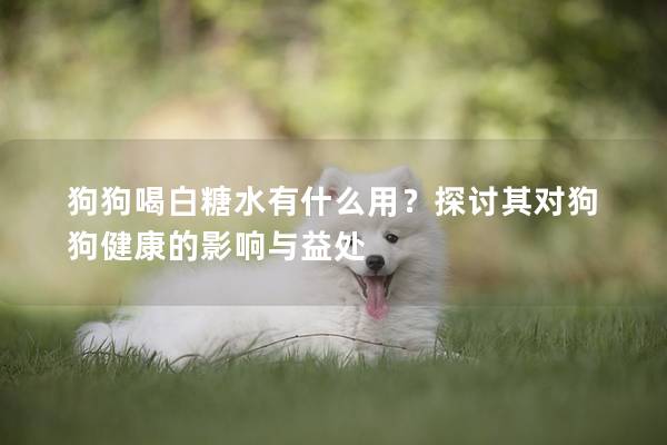 狗狗喝白糖水有什么用？探讨其对狗狗健康的影响与益处