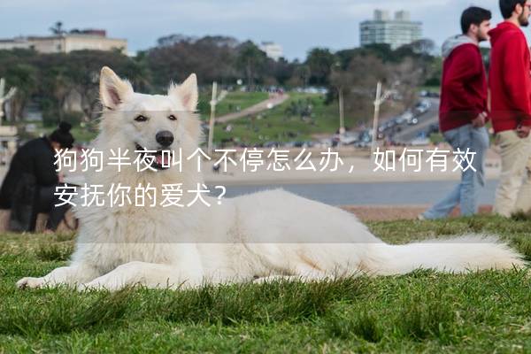 狗狗半夜叫个不停怎么办，如何有效安抚你的爱犬？