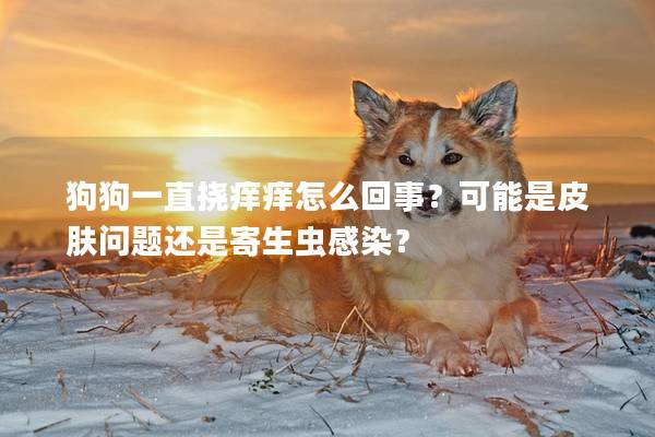 狗狗一直挠痒痒怎么回事？可能是皮肤问题还是寄生虫感染？