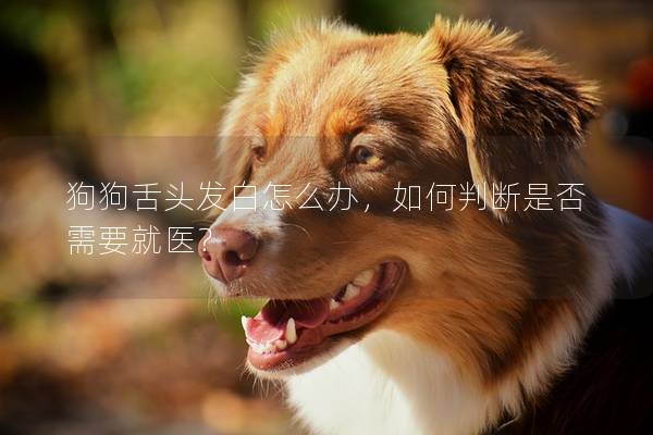 狗狗舌头发白怎么办，如何判断是否需要就医？