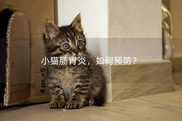 小猫肠胃炎，如何预防？