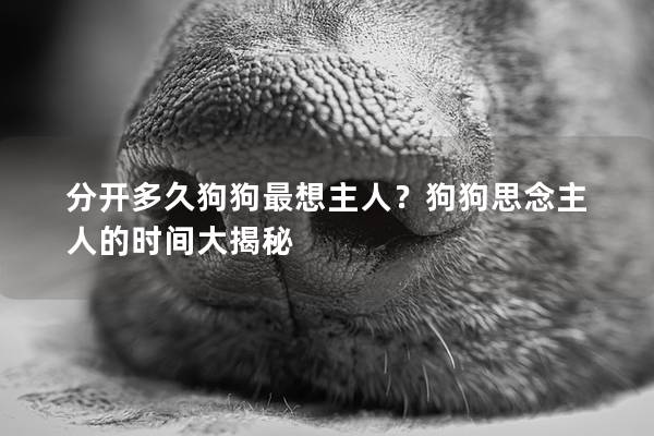 分开多久狗狗最想主人？狗狗思念主人的时间大揭秘