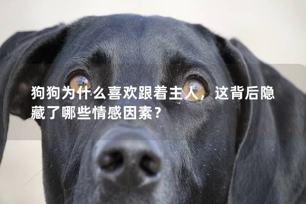 狗狗为什么喜欢跟着主人，这背后隐藏了哪些情感因素？