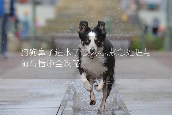 狗狗鼻子进水了怎么办,紧急处理与预防措施全攻略