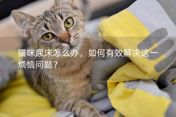 猫咪尿床怎么办，如何有效解决这一烦恼问题？