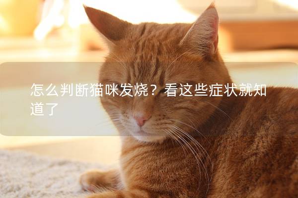 怎么判断猫咪发烧？看这些症状就知道了