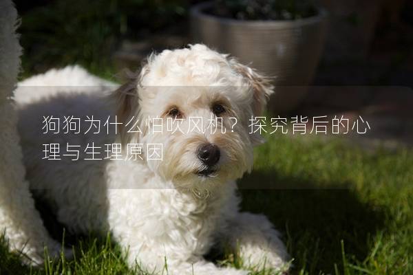 狗狗为什么怕吹风机？探究背后的心理与生理原因