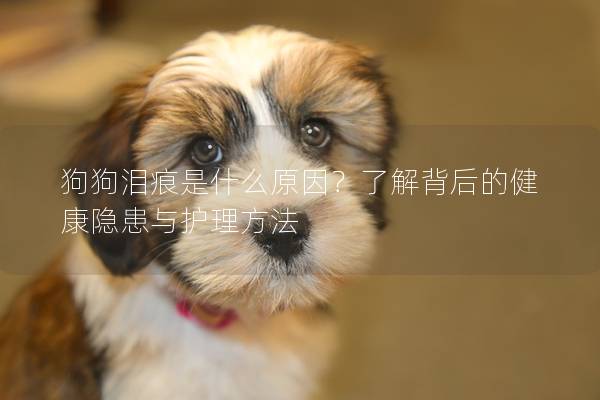 狗狗泪痕是什么原因？了解背后的健康隐患与护理方法