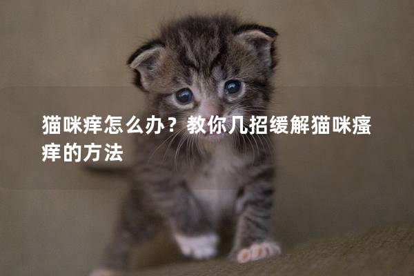 猫咪痒怎么办？教你几招缓解猫咪瘙痒的方法