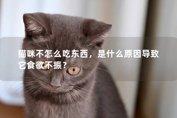 猫咪不怎么吃东西，是什么原因导致它食欲不振？