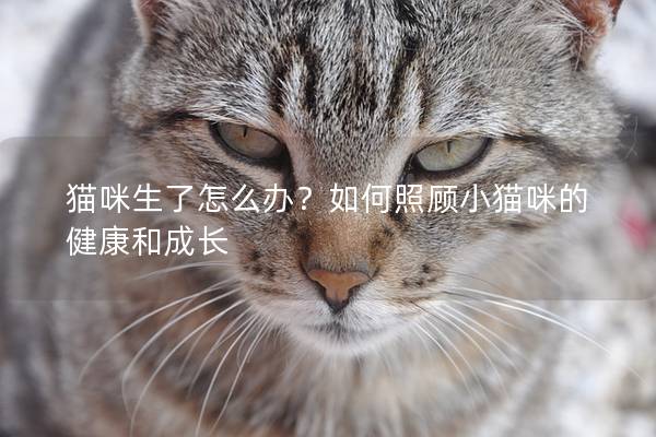 猫咪生了怎么办？如何照顾小猫咪的健康和成长