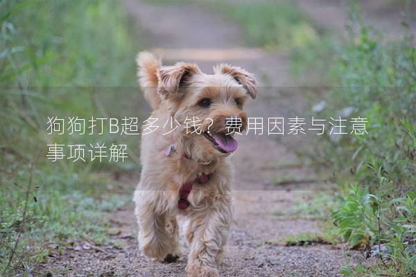狗狗打B超多少钱？费用因素与注意事项详解