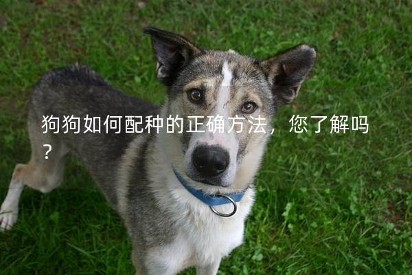 狗狗如何配种的正确方法，您了解吗？