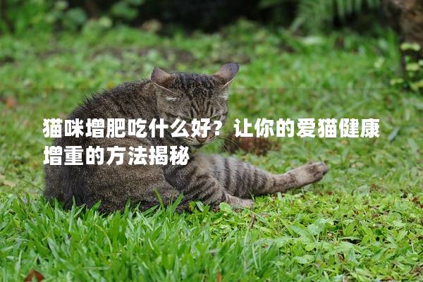 猫咪增肥吃什么好？让你的爱猫健康增重的方法揭秘