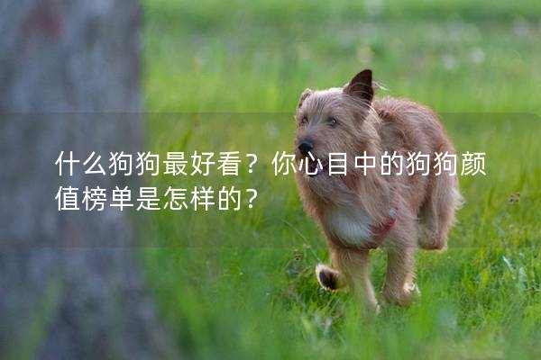 什么狗狗最好看？你心目中的狗狗颜值榜单是怎样的？