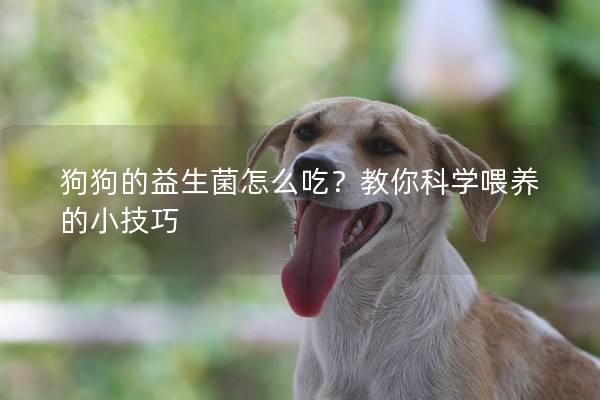狗狗的益生菌怎么吃？教你科学喂养的小技巧