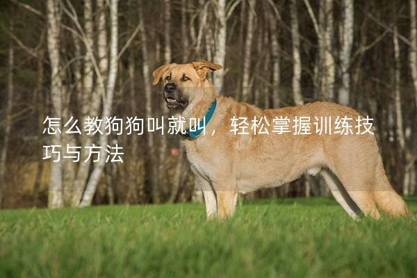 怎么教狗狗叫就叫，轻松掌握训练技巧与方法