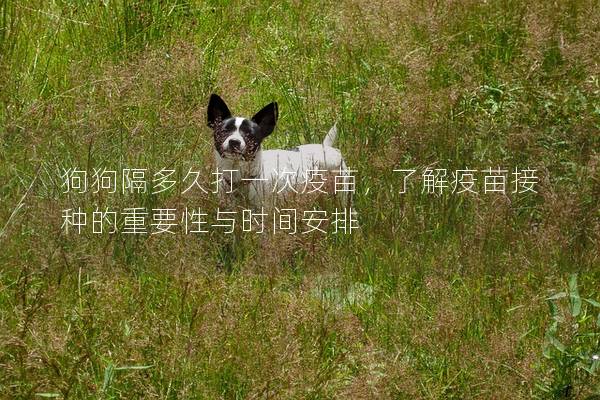 狗狗隔多久打一次疫苗，了解疫苗接种的重要性与时间安排