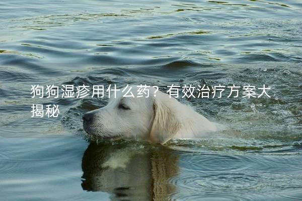 狗狗湿疹用什么药？有效治疗方案大揭秘
