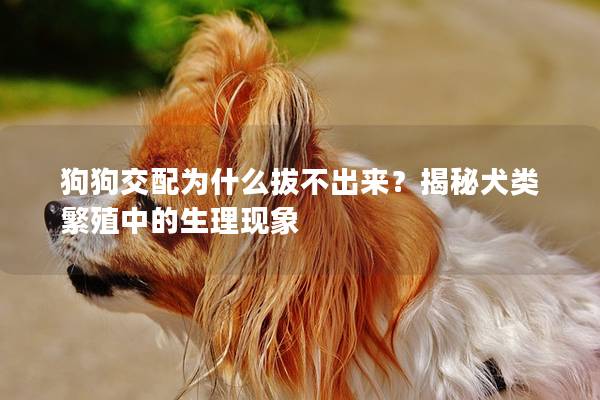 狗狗交配为什么拔不出来？揭秘犬类繁殖中的生理现象