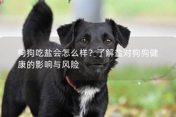 狗狗吃盐会怎么样？了解盐对狗狗健康的影响与风险
