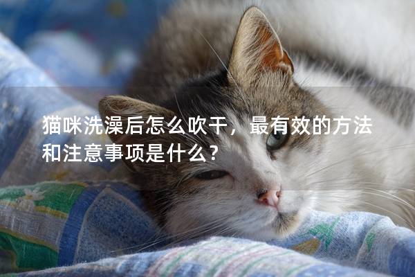 猫咪洗澡后怎么吹干，最有效的方法和注意事项是什么？