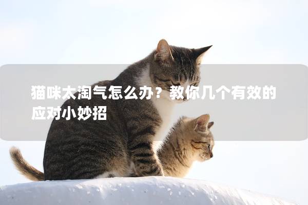 猫咪太淘气怎么办？教你几个有效的应对小妙招