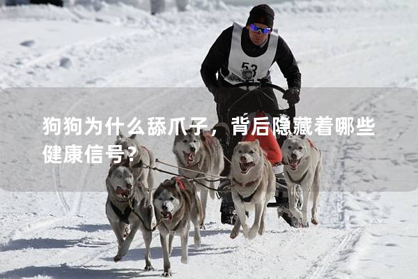 狗狗为什么舔爪子，背后隐藏着哪些健康信号？