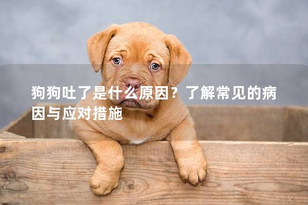 狗狗吐了是什么原因？了解常见的病因与应对措施