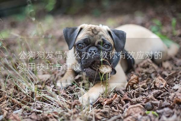 公狗狗发情怎么办？教你有效应对的实用技巧与建议