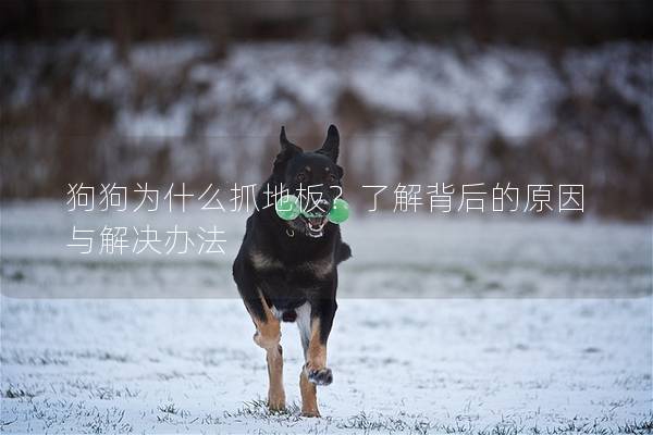 狗狗为什么抓地板？了解背后的原因与解决办法