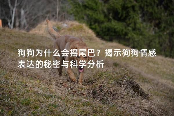 狗狗为什么会摇尾巴？揭示狗狗情感表达的秘密与科学分析