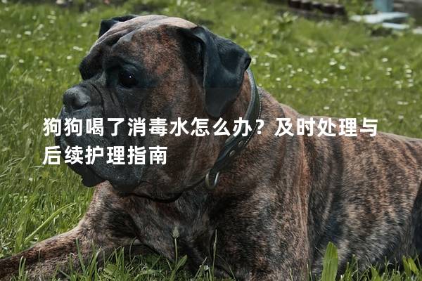 狗狗喝了消毒水怎么办？及时处理与后续护理指南
