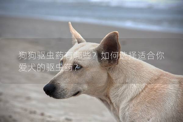 狗狗驱虫药有哪些？如何选择适合你爱犬的驱虫药？