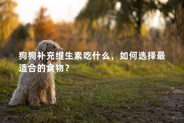 狗狗补充维生素吃什么，如何选择最适合的食物？