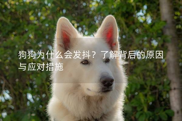 狗狗为什么会发抖？了解背后的原因与应对措施