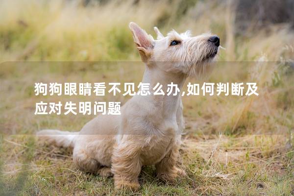狗狗眼睛看不见怎么办,如何判断及应对失明问题