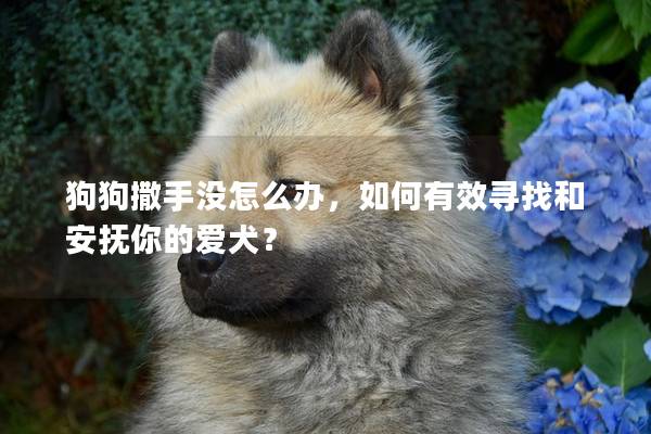 狗狗撒手没怎么办，如何有效寻找和安抚你的爱犬？
