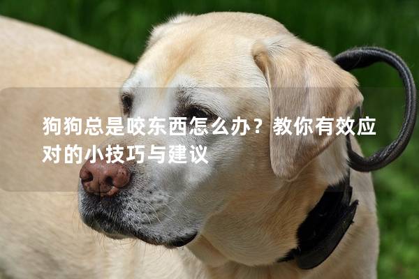 狗狗总是咬东西怎么办？教你有效应对的小技巧与建议
