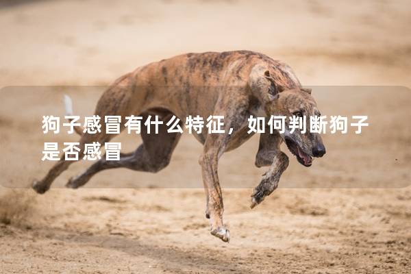 狗子感冒有什么特征，如何判断狗子是否感冒