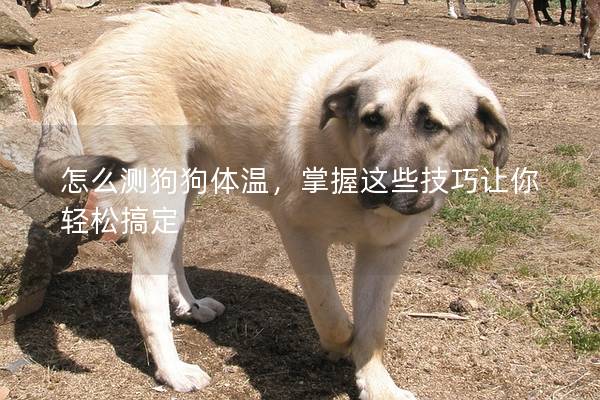 怎么测狗狗体温，掌握这些技巧让你轻松搞定