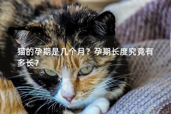 猫的孕期是几个月？孕期长度究竟有多长？