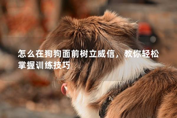 怎么在狗狗面前树立威信，教你轻松掌握训练技巧