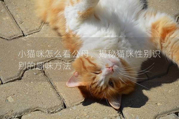 小猫咪怎么看公母，揭秘猫咪性别识别的趣味方法