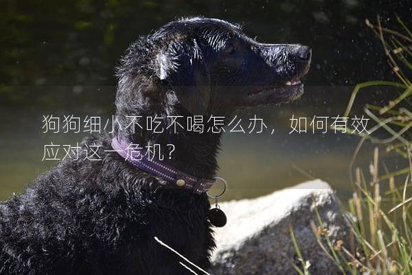 狗狗细小不吃不喝怎么办，如何有效应对这一危机？
